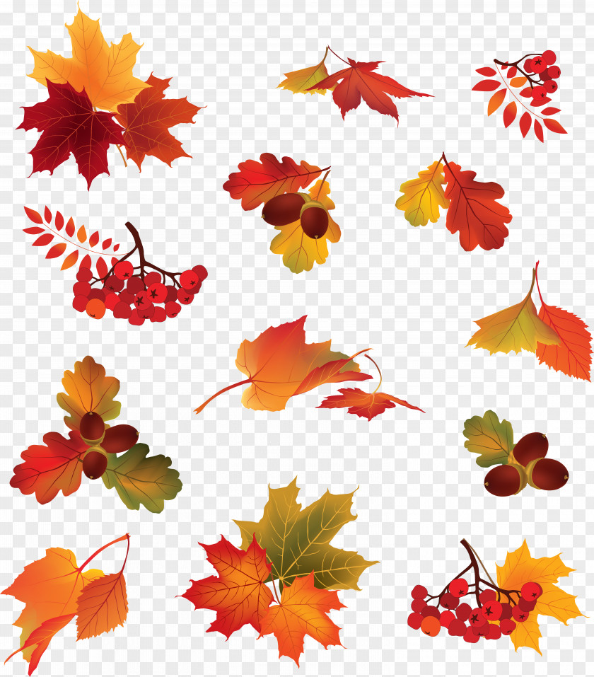 Autumn Leaves Berry Leaf Color PNG