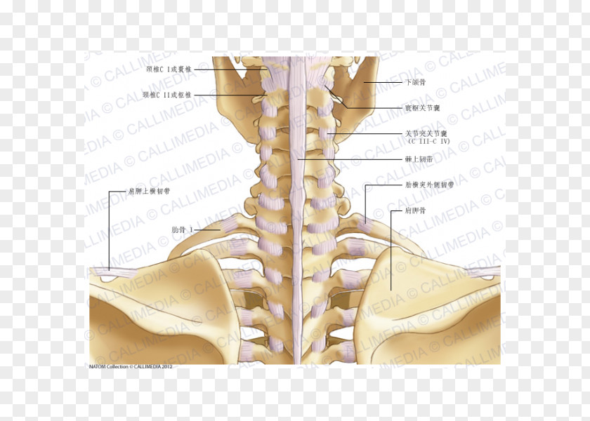 Cervical Vertebra Atlas Hip Neck Joint Capsule Anatomy PNG
