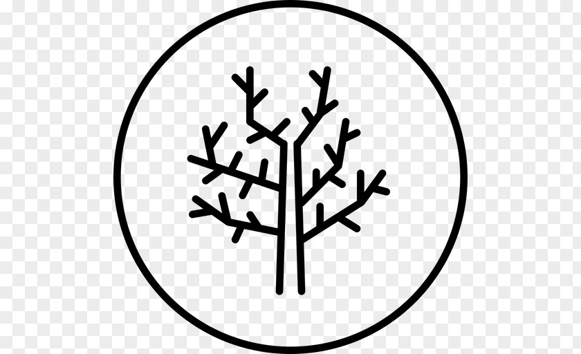 White Tree Of Gondor Clip Art Image Branch PNG