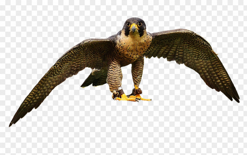 Accipitriformes Osprey Eagle Bird PNG