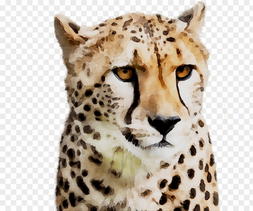 Cheetah Jaguar Big Cat Whiskers PNG