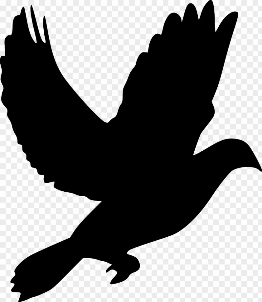 Dove Vector Domestic Pigeon Columbidae Clip Art PNG