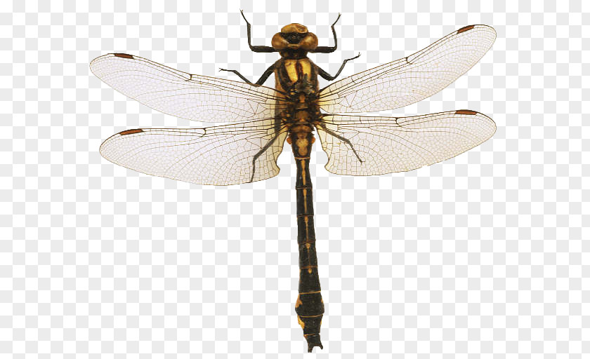 Dragonfly Pterygota Net-winged Insects Magic Spider-Man PNG