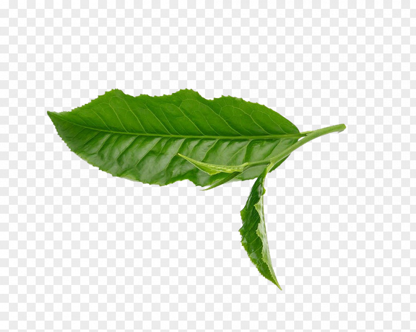 Leaves Green Tea Leaf White PNG