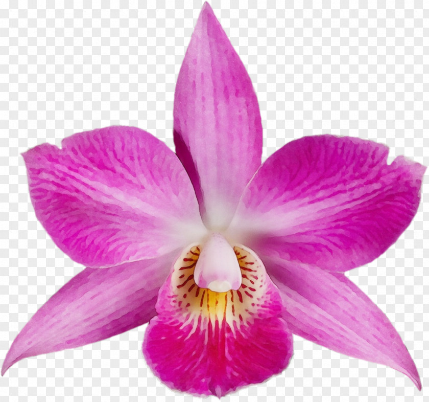 Orchid Magenta Flower Flowering Plant Petal Cattleya Labiata PNG