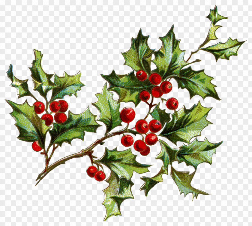 Berries Santa Claus Christmas Clip Art PNG