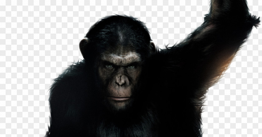Bigbang Banner Chimpanzee Western Gorilla Film Planet Of The Apes PNG