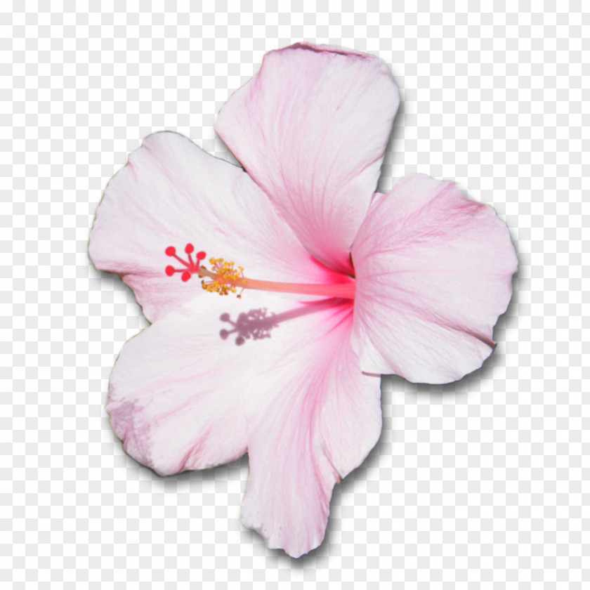 Pink Flower Mallows Shoeblackplant Hawaiian Hibiscus Petal PNG