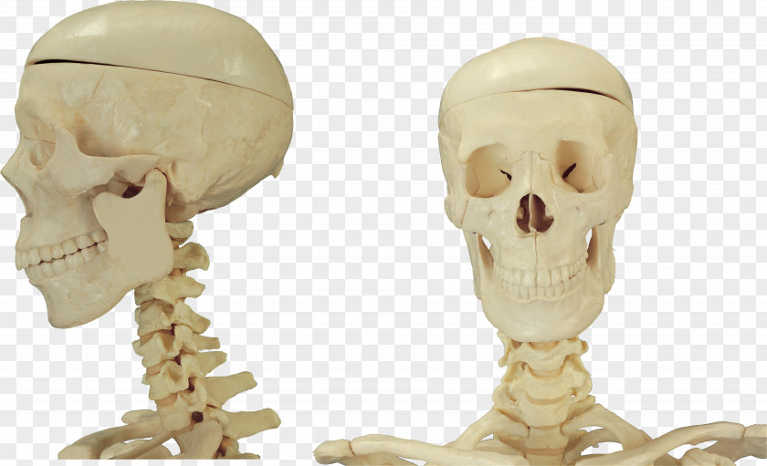 Skull Bone Skeleton Homo Sapiens PNG