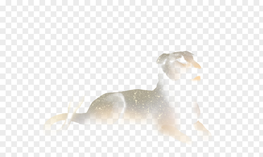 Cat Dog Canidae Desktop Wallpaper Mammal PNG