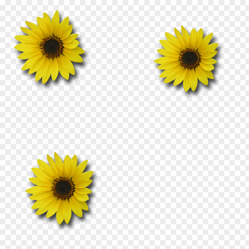 Download Picture Sunflower Common Digital Scrapbooking PNG