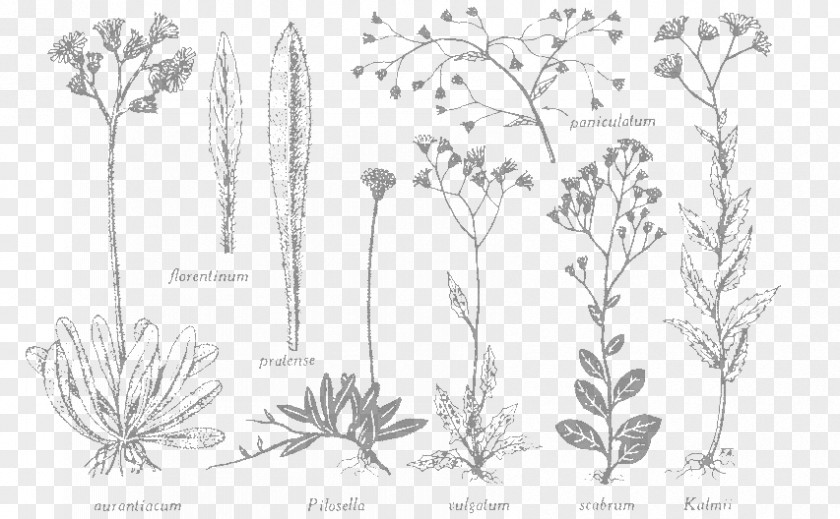 Herbage Flore Laurentienne Herbier Marie-Victorin Cercles Des Jeunes Naturalistes Flora Herbarium PNG