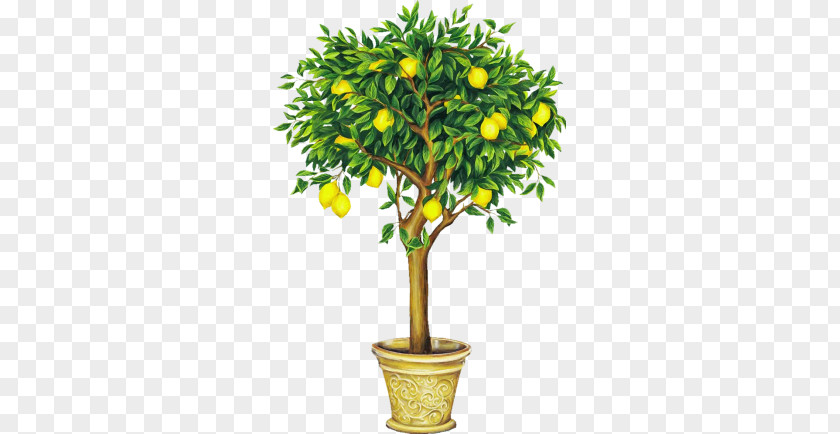 Lemon Tree Drawing Clip Art PNG