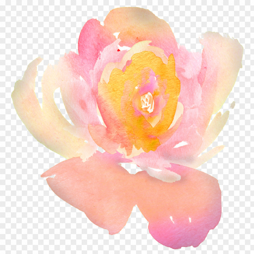 Pink Watercolor Flower United States Centifolia Roses John 3:16 Shall Not Perish For God So Loved The World That He Gave His Only Son, Whoever Believes In Him Should But Have Eternal Life. PNG