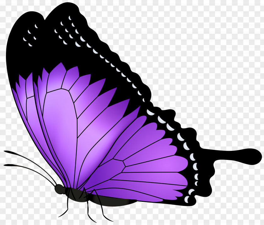 Purple Butterfly Transparent Clip Art Image PNG
