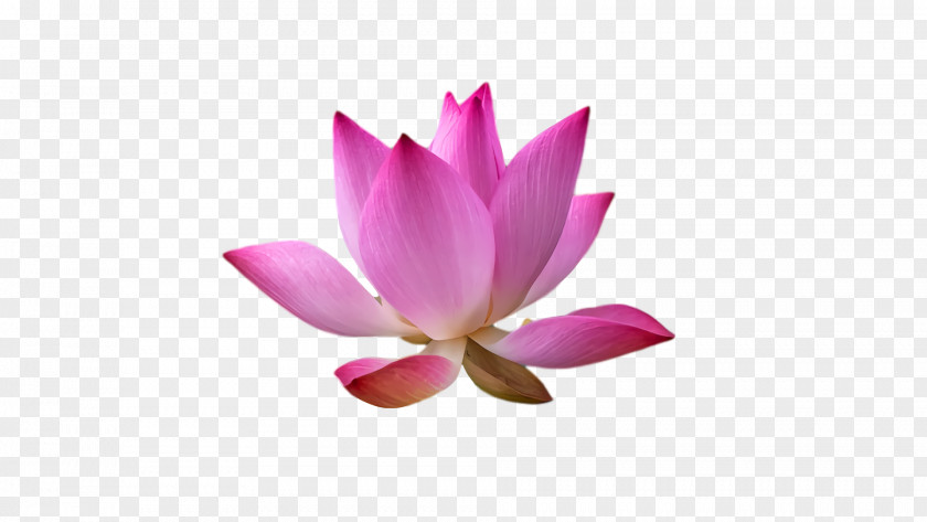 Sacred Lotus Nelumbonaceae Petal Flower M PNG