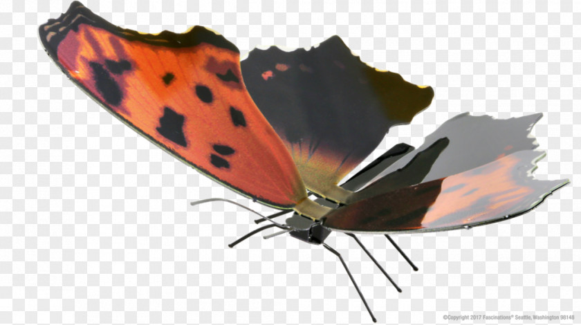 Butterfly Eastern Comma Metal Pipevine Swallowtail PNG