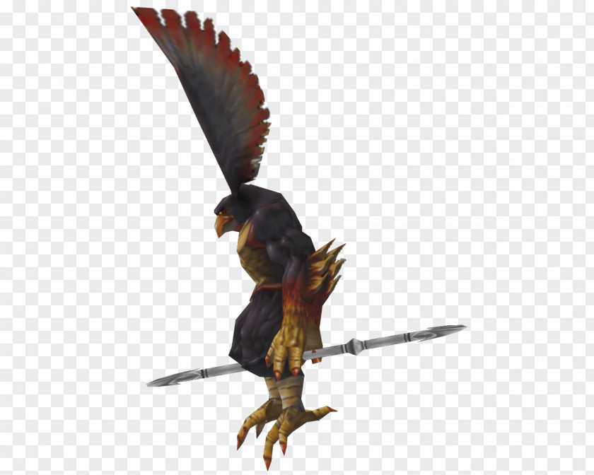 Compendium Eagle Fauna Beak Wildlife Feather PNG