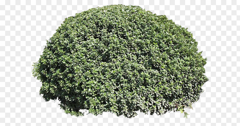 Earth Pigment Iron Oxide Shrub Plant PNG