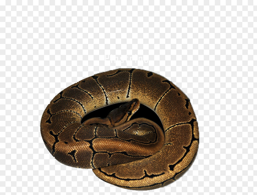 Exotic Snakes Boa Constrictor Reptile Cake Butter Privacy Policy PNG