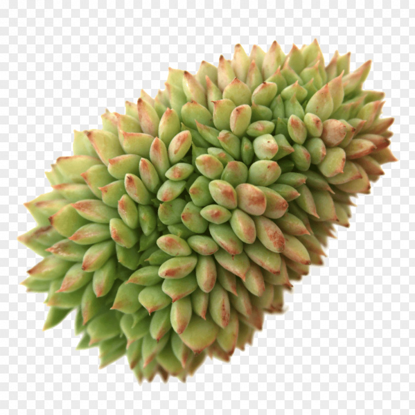 Suculent Commodity Fruit PNG