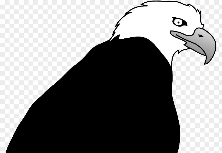 Eagle Bald Bird Drawing Clip Art PNG