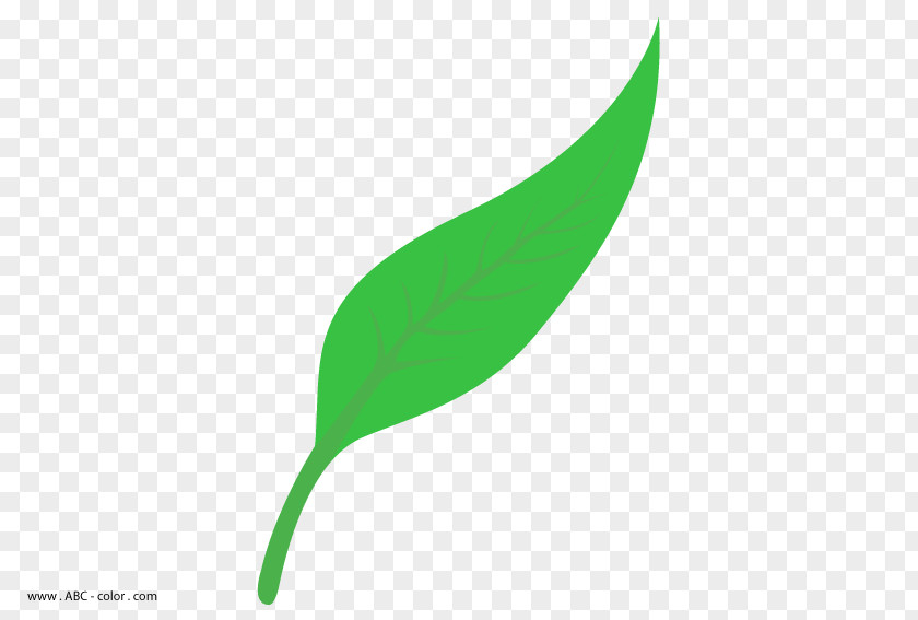 Folha Leaf Drawing Clip Art PNG