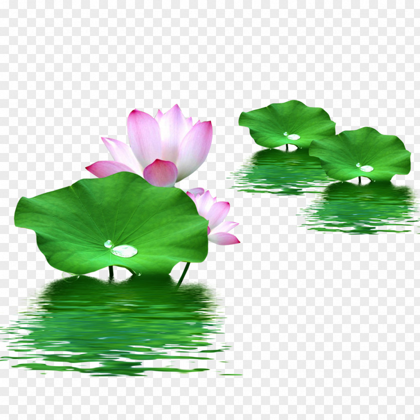 Leaf Nelumbo Nucifera Lotus Effect PNG nucifera effect, Water lotus, pink flowers and green lily pad illustration clipart PNG