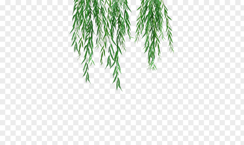 Paju Weeping Willow Tree Branch Clip Art Leaf PNG