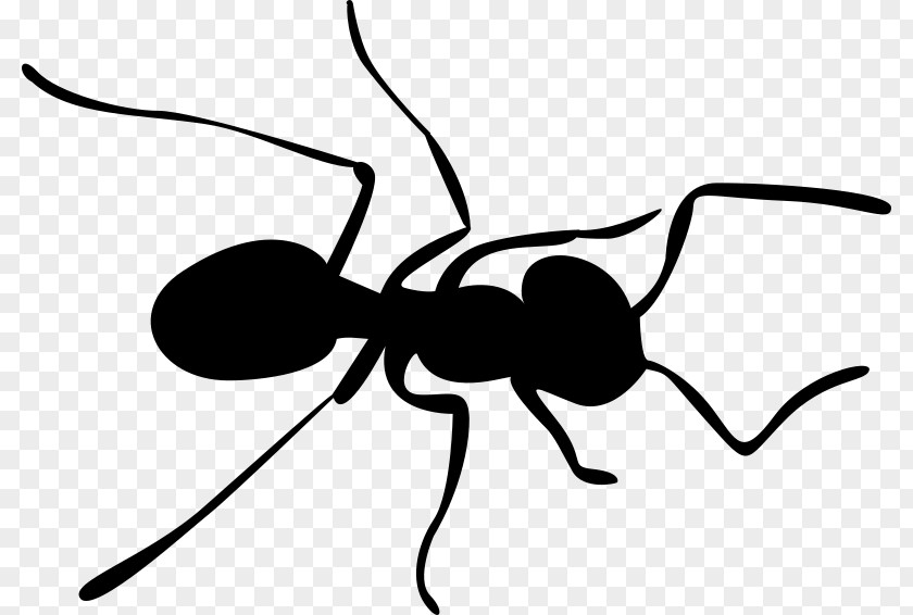 Ants Ant Insect Bee Clip Art PNG