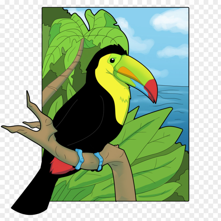 Beak Keel-billed Toucan Drawing Channel-billed Clip Art PNG