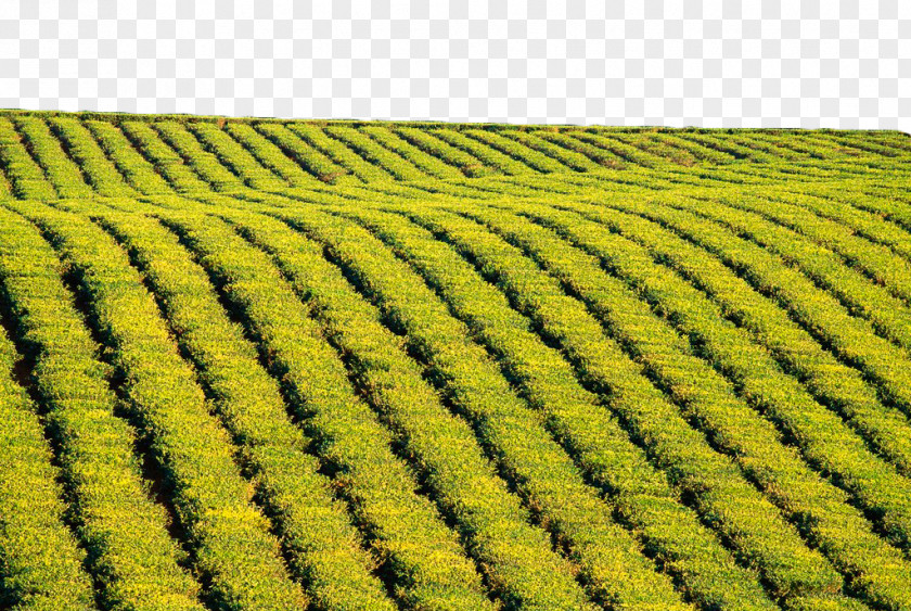 Green Tea Field Free Of Charge Material 4K Resolution Ultra-high-definition Television PNG