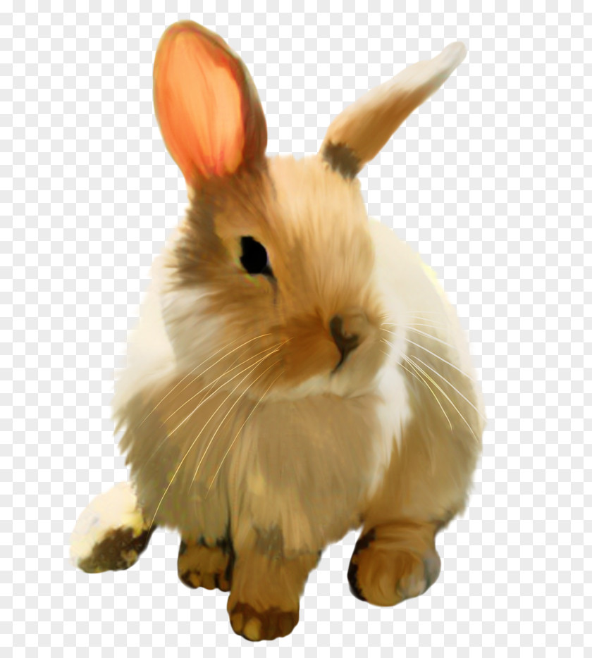 Holland Lop Hare Domestic Rabbit Mini PNG