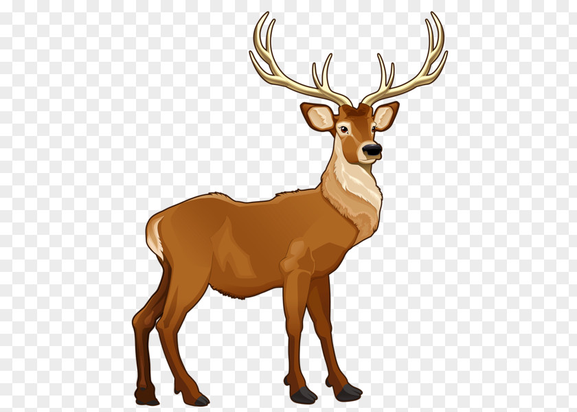 Reserved Noble Deer Free Content Clip Art PNG