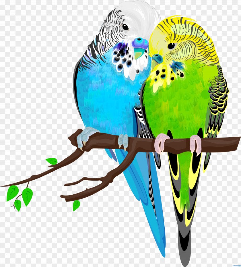 Birds Budgerigar Bird Parrot Parakeet Pet PNG