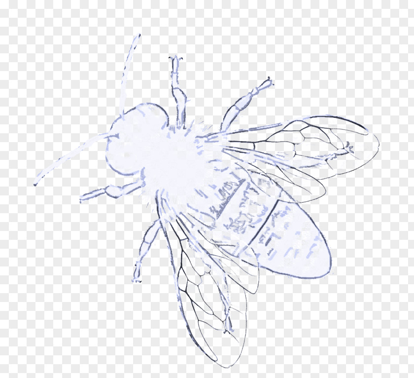 Drawing Membranewinged Insect Fly Wing Pest Line Art PNG