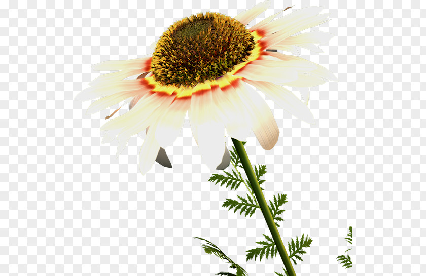 Flower Petal Oxeye Daisy Clip Art PNG
