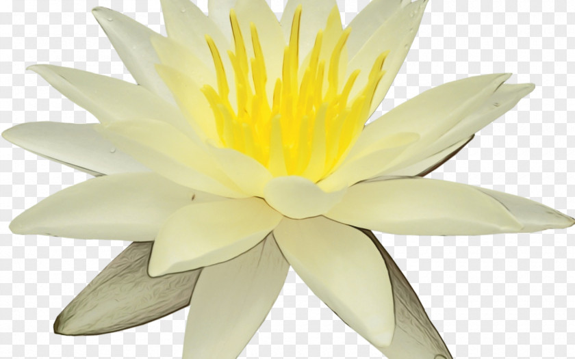Lotus Family Plant Fragrant White Water Lily Flower Petal Yellow PNG