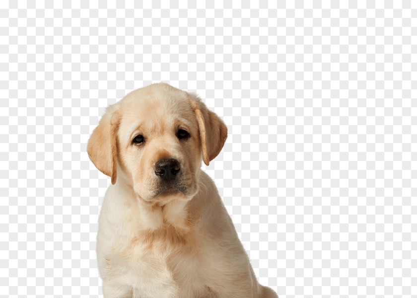 Puppy Labrador Retriever Dog Breed Companion Guide PNG