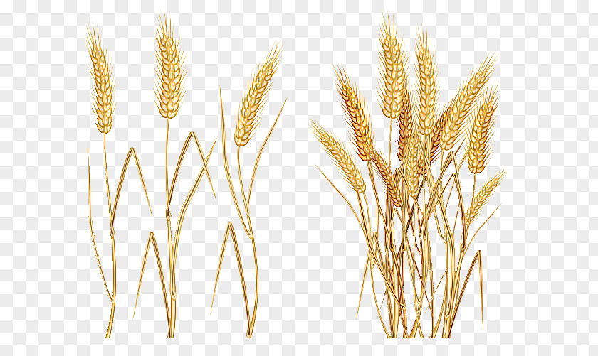 Wheat Common Cereal Ear Clip Art PNG
