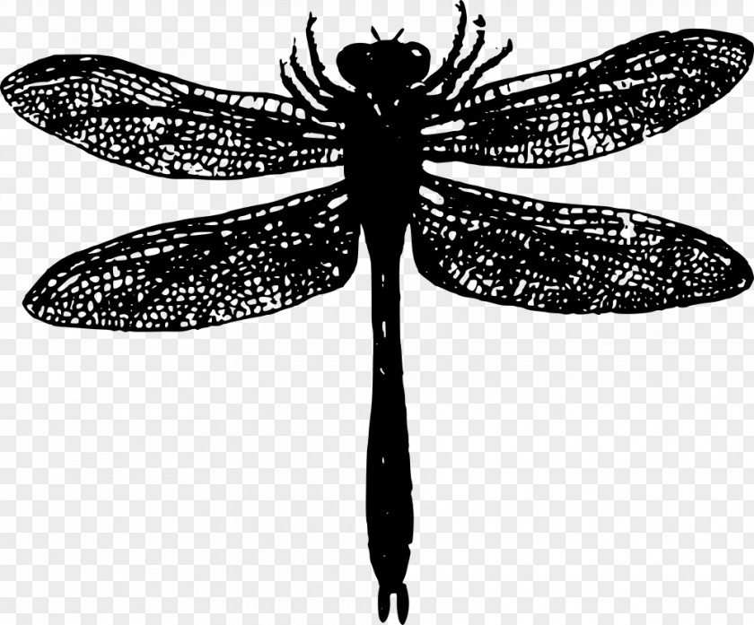 Dragonfly Vector Graphics Clip Art PNG