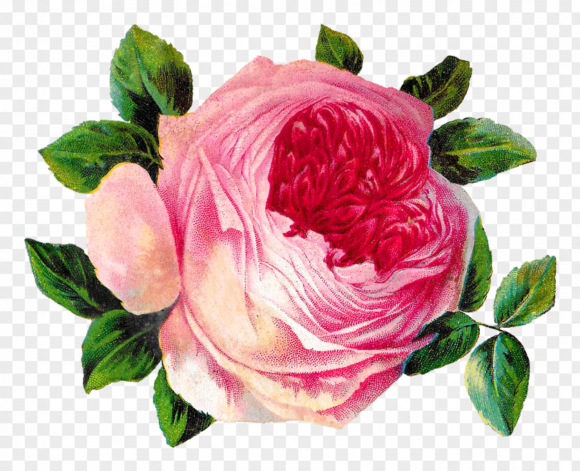 Flower Garden Roses Cabbage Rose Floribunda Pink Clip Art PNG
