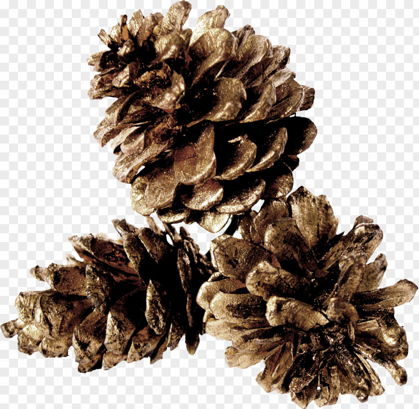 Gray Pine Cones Conifer Cone Table PNG