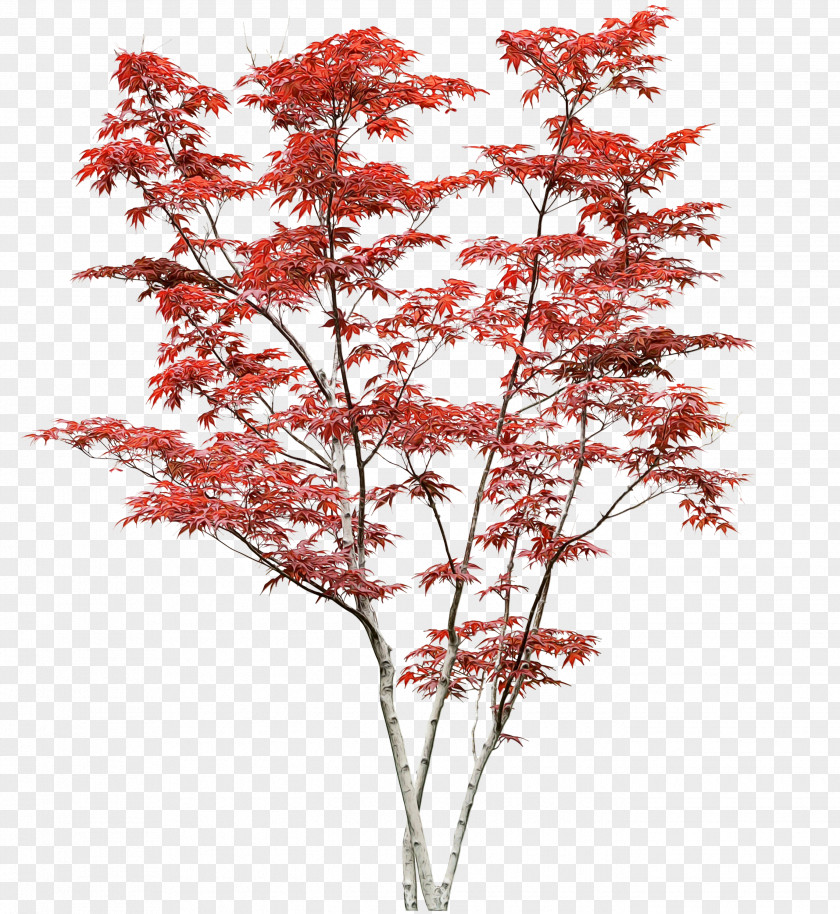 Maple Cut Flowers Tree Plant Flower Red Woody PNG
