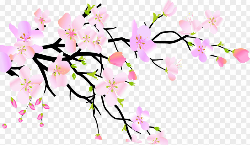 Pink Peach Plum Blossom PNG
