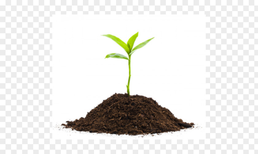 Plants Seedling Soil Image PNG