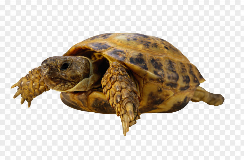 Turtle Reptile Chinese Pond Red-eared Slider Tortoise PNG
