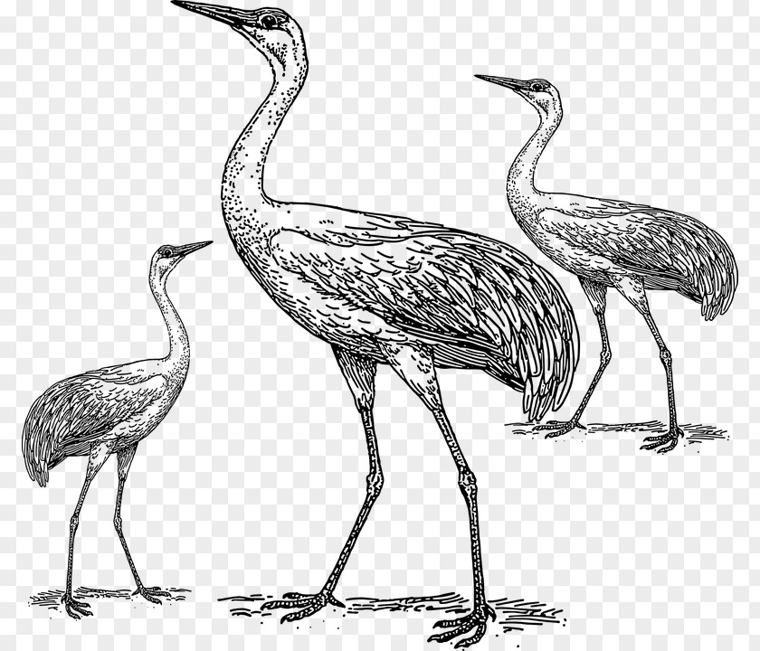 Birds Sketch Crane Bird Clip Art PNG