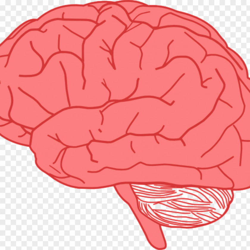 Brain Clip Art Human Vector Graphics Drawing PNG