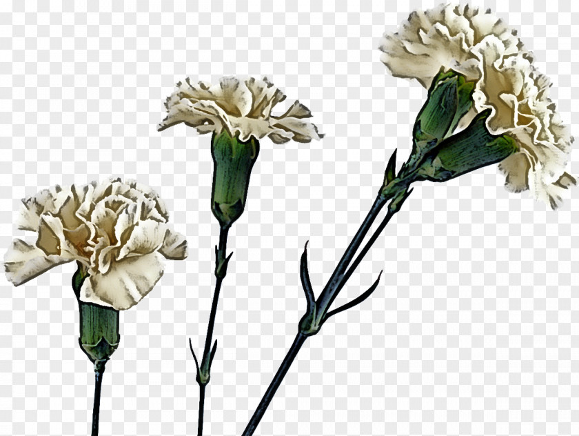 Floral Design PNG